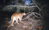 Mountain Lion photographed in Great Basin National Park
