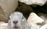yellow bellied marmot 