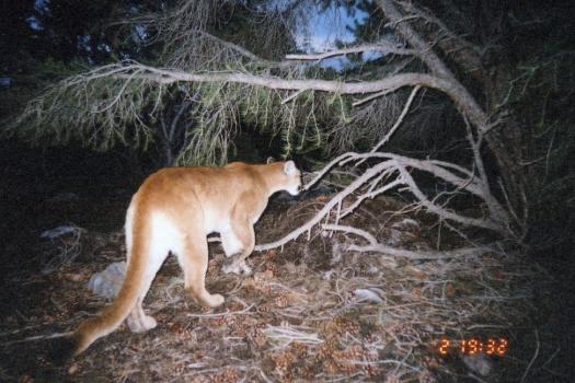 Mountain Lion photographed in Great Basin National Park