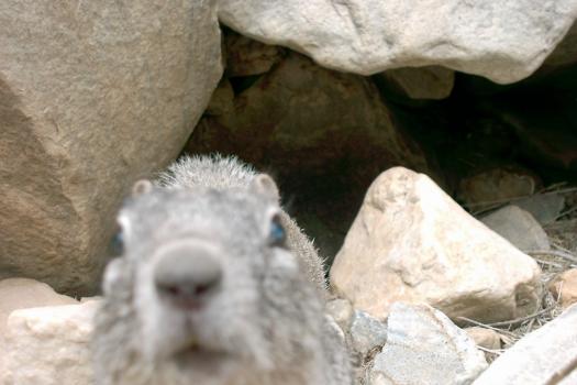 yellow bellied marmot 