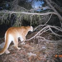 Mountain Lion photographed in Great Basin National Park