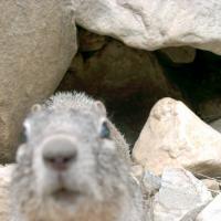 yellow bellied marmot